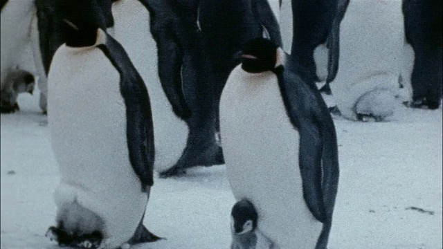 MS, PAN，帝企鹅带着小企鹅在雪地上行走，南极洲视频素材