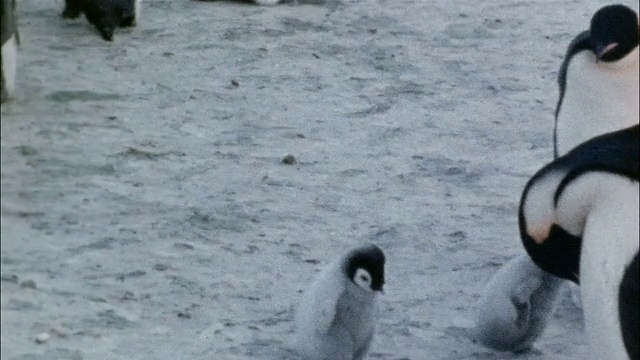 CU, PAN，两只帝企鹅幼崽在南极洲的雪地上行走视频素材