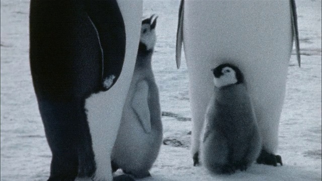 南极洲，两只帝企鹅幼崽在雪地上行走视频素材