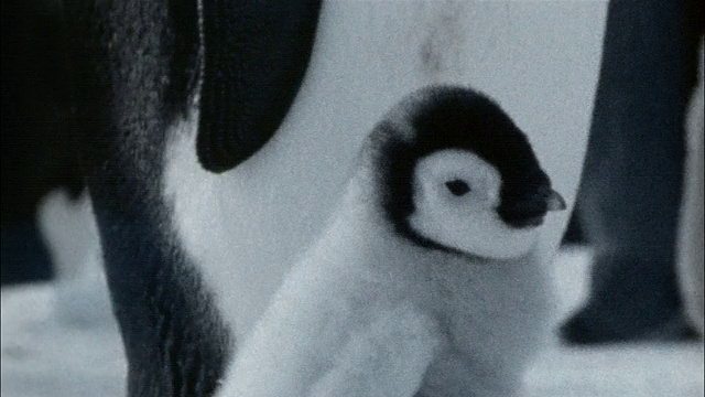 CU，帝企鹅的幼崽，南极洲视频素材