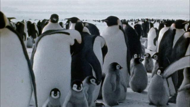 南极洲，帝企鹅在雪地上孵小鸡视频素材