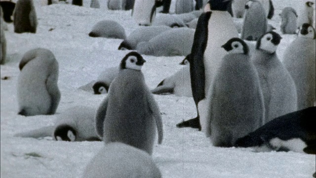 南极洲雪地上的帝企鹅幼崽视频素材
