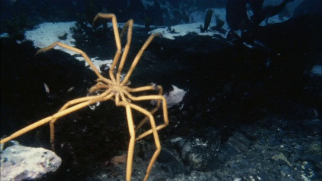 CU，南极洲海底的海蜘蛛视频下载