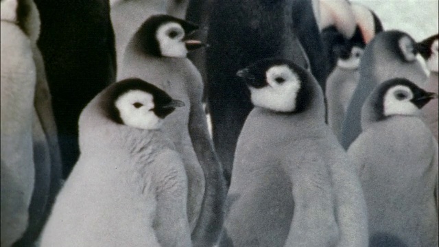 CU，三只帝企鹅幼崽，南极洲视频素材