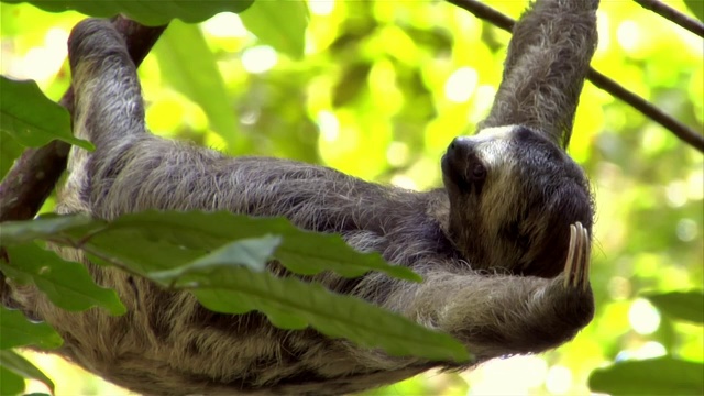 悬挂在树枝上的三趾树懒/巴西亚马逊河视频下载