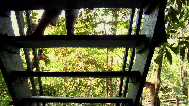 从楼梯后面看，正在喂松鼠猴的人/巴西亚马逊视频素材
