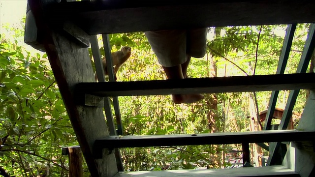 从楼梯后面看普通松鼠猴跳上楼梯吃水果/翘起赤脚坐在台阶上的人/巴西亚马逊视频素材