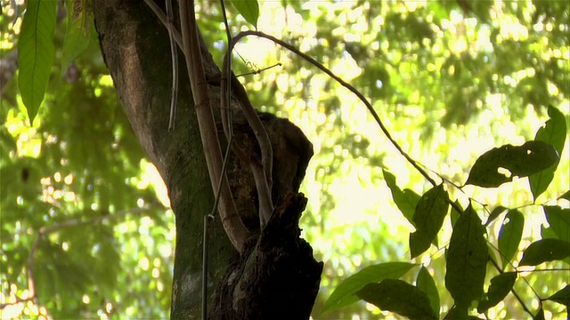 靠近常见的松鼠猴坐在树枝上咀嚼水果/跳下来/亚马逊，巴西视频素材