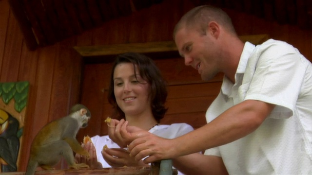 慢动作中镜头潘夫妇喂食橙子松鼠猴子/潘肖像夫妇在生态/亚马逊，巴西视频素材