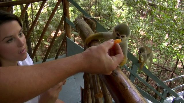 慢镜头近距离拍摄一对夫妇在生态学家/巴西亚马逊给松鼠猴喂食橙子视频素材
