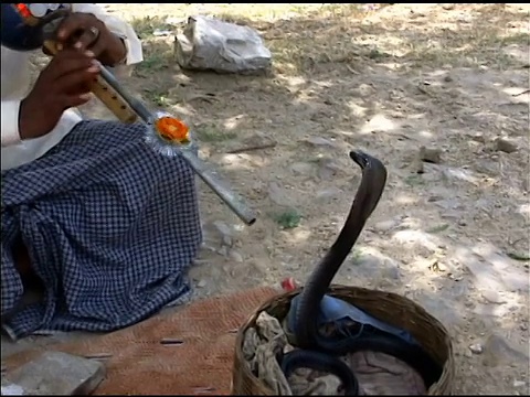 印度玩蛇人视频下载