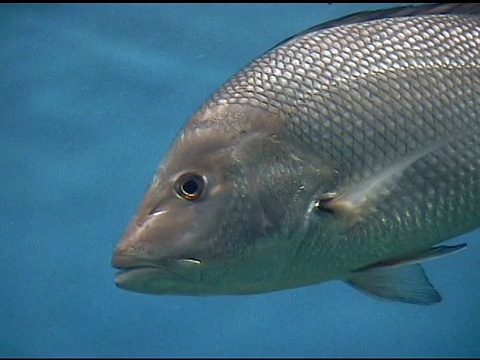 鱼在水族馆游泳视频下载