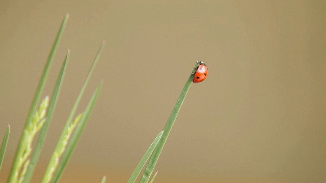 草地上的CU瓢虫/ Flagstaff，美国亚利桑那州视频素材