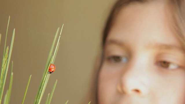 CU瓢虫走在草地上，而女孩在后面看/ Flagstaff，亚利桑那州，美国视频素材