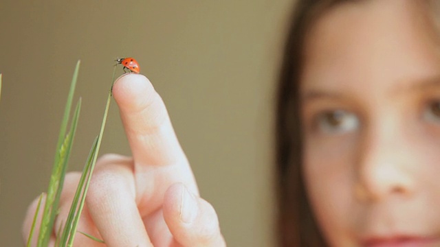 科罗拉多女孩把瓢虫放在草地的顶端，亚利桑那州，美国视频素材