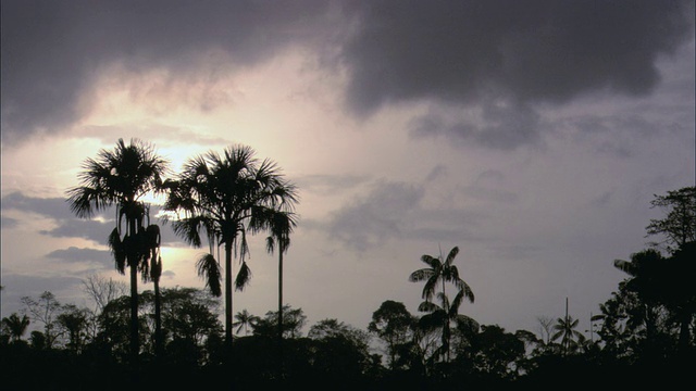 黄昏时分，棕榈树在多云的天空下的剪影/法属圭亚那，法国视频下载