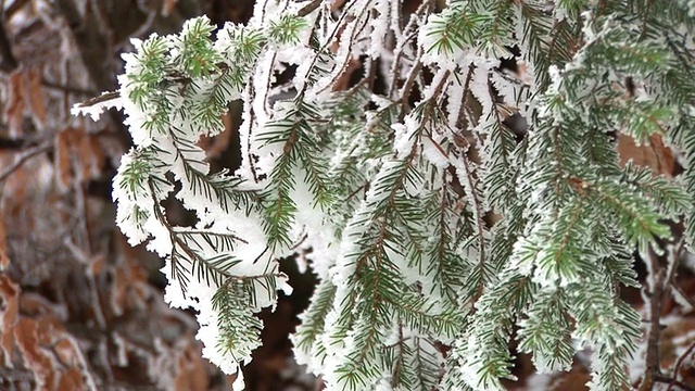 白雪覆盖的树枝视频素材