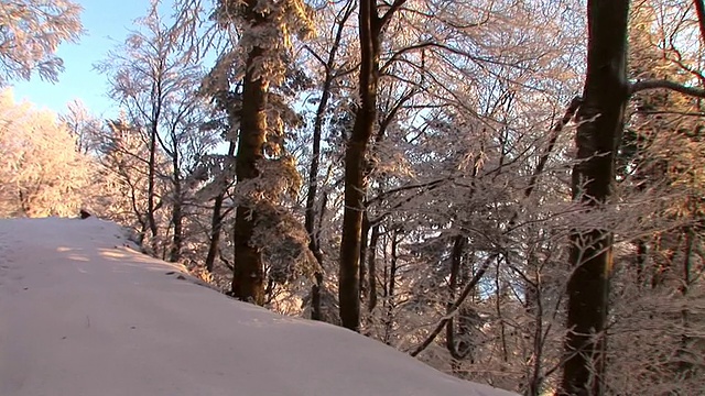 HD:走在白雪覆盖的森林小路上视频素材