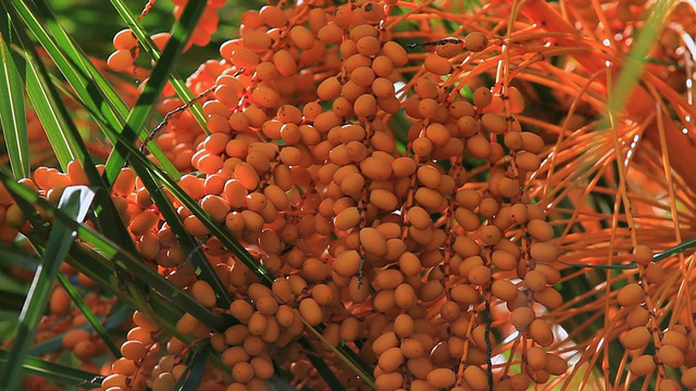 大型椰枣组/马略卡岛，巴利阿里群岛，西班牙视频素材