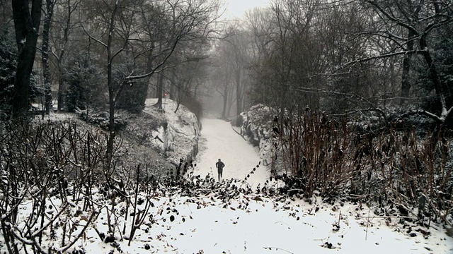 WS ZO Man和狗在中央公园在暴风雪期间/纽约，美国视频素材