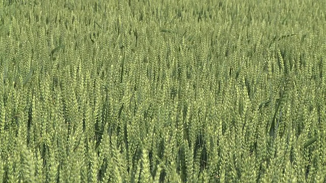 德国莱茵兰-普法尔茨的Merzkirchen田间小麦作物摇摆视频下载