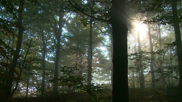 高清STEADYCAM:幽灵森林视频素材