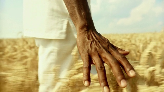 高清慢镜头:非洲人触摸小麦视频下载
