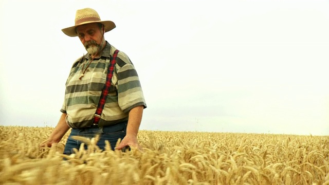 高清慢镜头:麦田里的老农视频素材