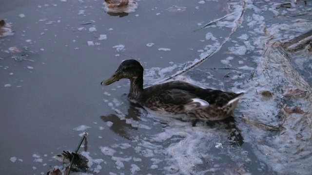 被污染水域中的鸭子戏剧性的同居和改编视频下载