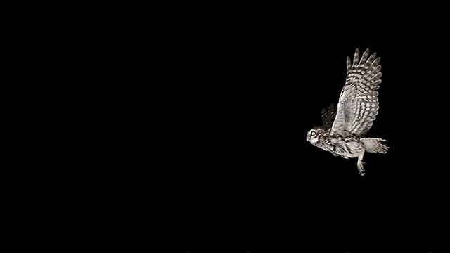 小猫头鹰雅典娜夜鹰在黑色背景下飞行，慢镜头视频下载