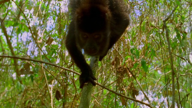近距离拍摄一只咆哮的猴子向相机走来，想要食物，在树上悬挂和爬行视频素材