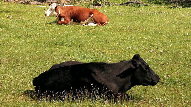 牛吃草。视频素材