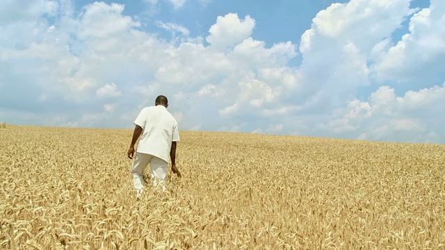 麦子里的非洲人视频素材