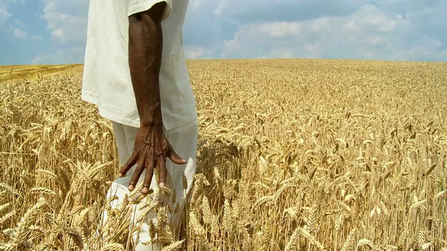 麦子里的非洲人视频素材