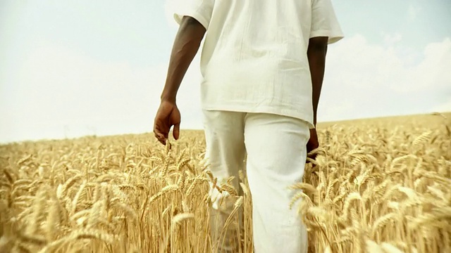 HD:非洲人在小麦中行走视频素材