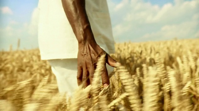 HD:非洲人触摸小麦视频素材