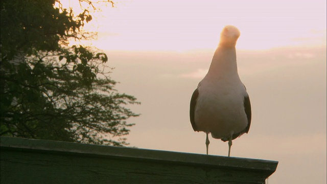 日落时常见的海鸥鸟/瑞典斯德哥尔摩视频素材