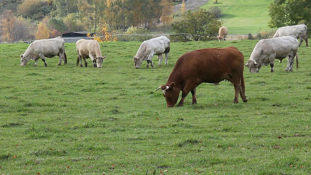 牛吃草。视频素材