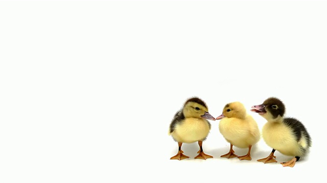三只小鸭子在白色的背景上站成一排视频素材