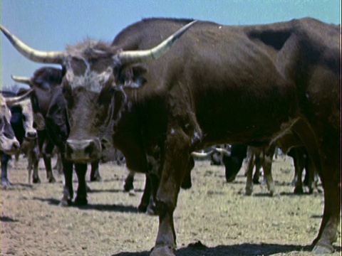 美国加州，长角牛和骑着马的牛仔用套索把一头流浪牛从牛群中套到地上视频素材