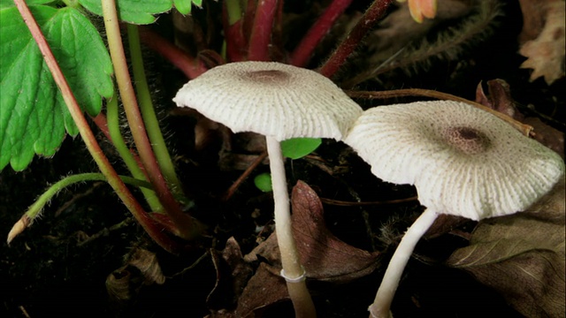 白蘑菇生长HD视频素材