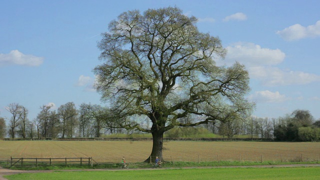 每个季节变化的孤独橡树/圣奥尔本斯，赫特福德郡，英国视频下载