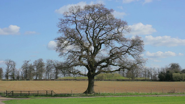 每个季节变化的孤独橡树/圣奥尔本斯，赫特福德郡，英国视频素材