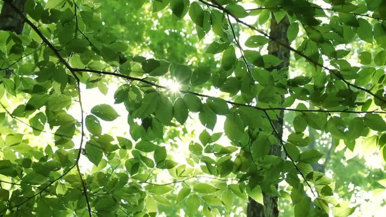 强烈的阳光透过树冠视频下载