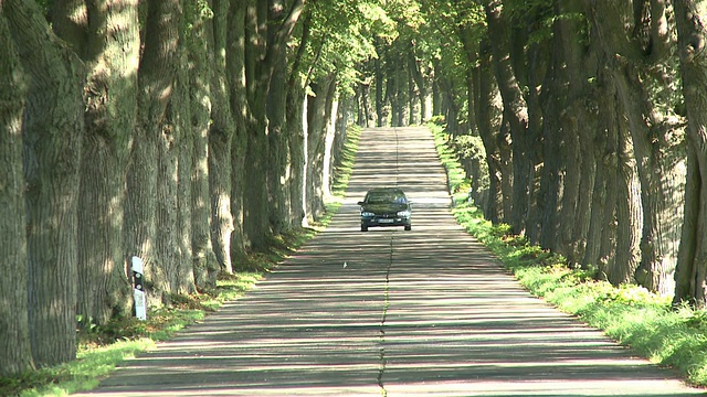 德国西波美拉尼亚梅克伦堡，WS汽车行驶在林荫大道/克鲁明/乌塞多姆视频下载