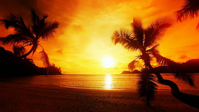 夕阳，棕榈，大海。视频下载