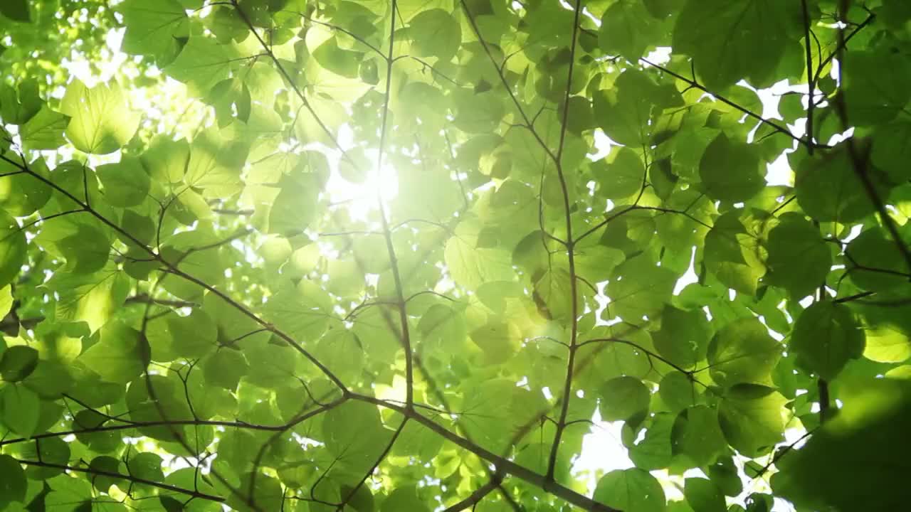 耀眼的阳光透过树冠视频下载