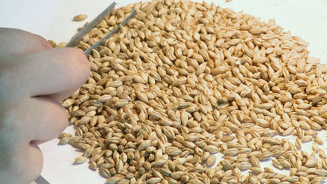 德国北莱茵-威斯特伐利亚Warsteiner AG实验室的一名妇女在检查小麦视频下载