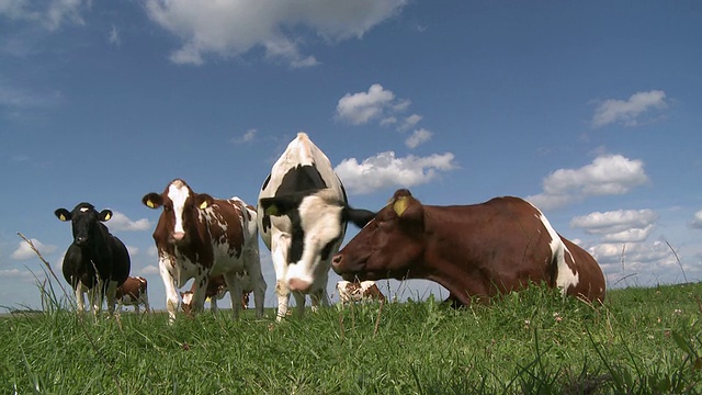 德国莱茵兰-普法尔茨萨尔高田野上的一群奶牛视频下载