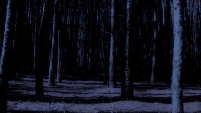 令人毛骨悚然的黑暗森林视频下载